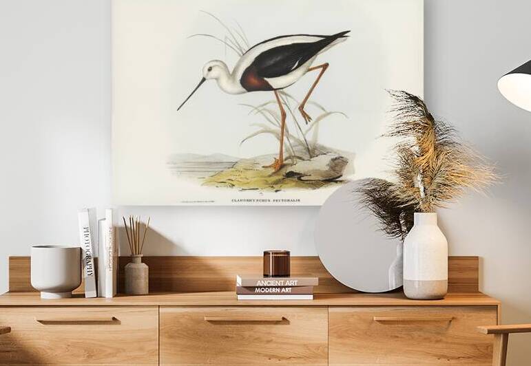 Banded Stilt Chladorhynchus pectoralis illustrated by Elizabeth Gould 1804–1841 for John Gould’s 1804-1881 Birds of Australia  by IStockHistory com