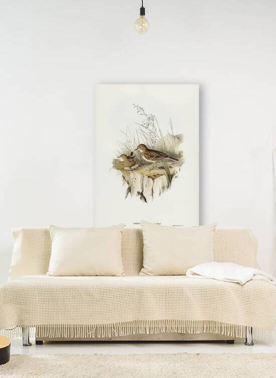 Australian Pipit Anthus Australis illustrated by Elizabeth Gould 1804–1841 for John Gould’s 1804-1881 Birds of Australia  by IStockHistory com