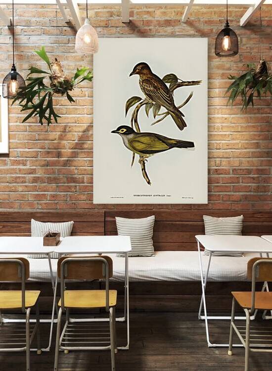 Australian Sphecotheres Sphecotheres Australis illustrated by Elizabeth Gould 1804–1841 for John Gould’s 1804-1881 Birds of Australia  by IStockHistory com