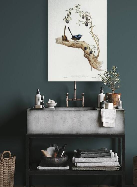 Long-tailed Wren Malurus longicaudus illustrated by Elizabeth Gould 1804–1841 for John Gould’s 1804-1881 Birds of Australia  by IStockHistory com