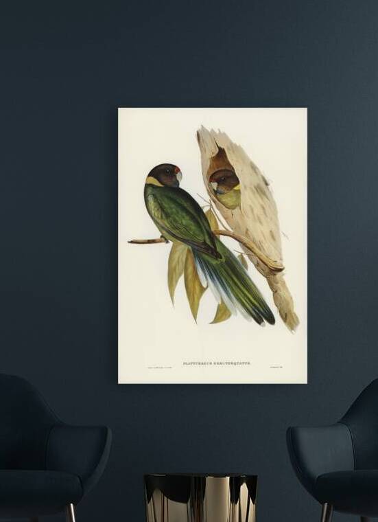 Curlew Sandpiper Schoeniclus subarquatus illustrated by Elizabeth Gould 1804–1841 for John Gould’s 1804-1881 Birds of Australia  by IStockHistory com