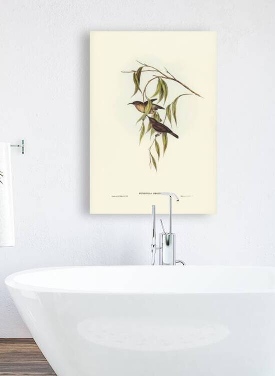 Obscure Honey-eater Myzomela obscura illustrated by Elizabeth Gould 1804–1841 for John Gould’s 1804-1881 Birds of Australia  by IStockHistory com