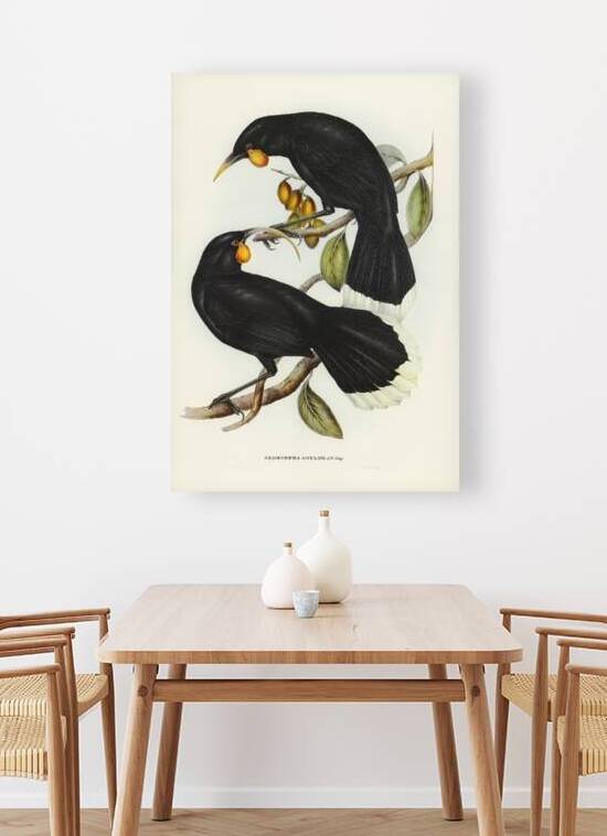 Gould&39s Neomorpha Neomorpha Gouldii illustrated by Elizabeth Gould 1804–1841 for John Gould’s 1804-1881 Birds of Australia  by IStockHistory com