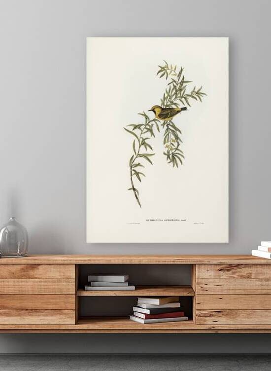 Orange-fronted chat Ephthianura aurifrons illustrated by Elizabeth Gould 1804–1841 for John Gould’s 1804-1881 Birds of Australia  by IStockHistory com