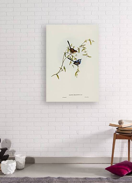 Black-backed Wren Malurus melanotus illustrated by Elizabeth Gould 1804–1841 for John Gould’s 1804-1881 Birds of Australia  by IStockHistory com