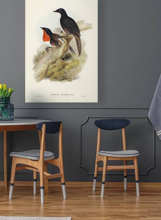 Spaldings orthonyx Orthonyx Spaldingi illustrated by Elizabeth Gould 1804–1841 for John Gould’s 1804-1881 Birds of Australia  by IStockHistory com