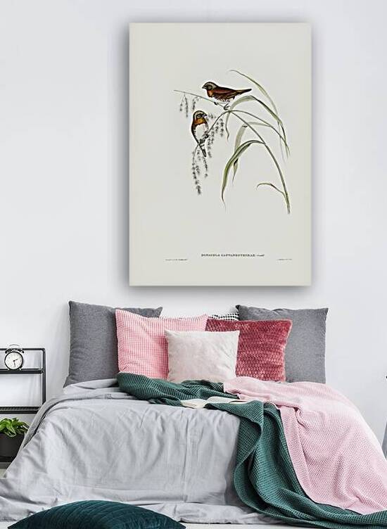 Chestnut-breasted Finch Donacola castaneothorax illustrated by Elizabeth Gould 1804–1841 for John Gould’s 1804-1881 Birds of Australia  by IStockHistory com