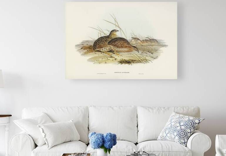 Chestnut-breasted Finch Donacola castaneothorax illustrated by Elizabeth Gould 1804–1841 for John Gould’s 1804-1881 Birds of Australia  by IStockHistory com