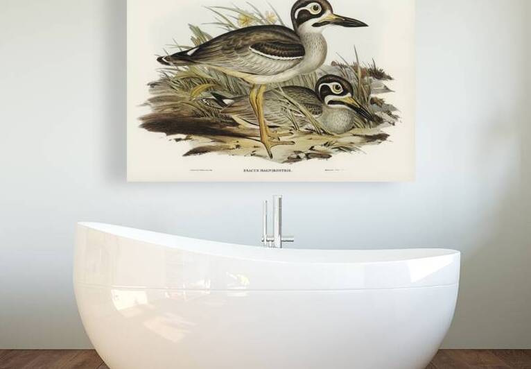 Large-billed Plover Esacus magnirostris illustrated by Elizabeth Gould 1804–1841 for John Gould’s 1804-1881 Birds of Australia  by IStockHistory com