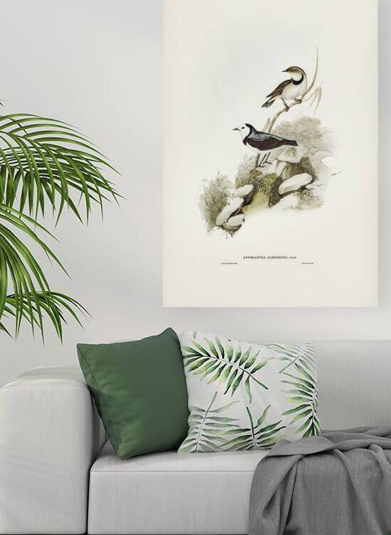 White-fronted chat Ephthianura albifrons illustrated by Elizabeth Gould 1804–1841 for John Gould’s 1804-1881 Birds of Australia  by IStockHistory com