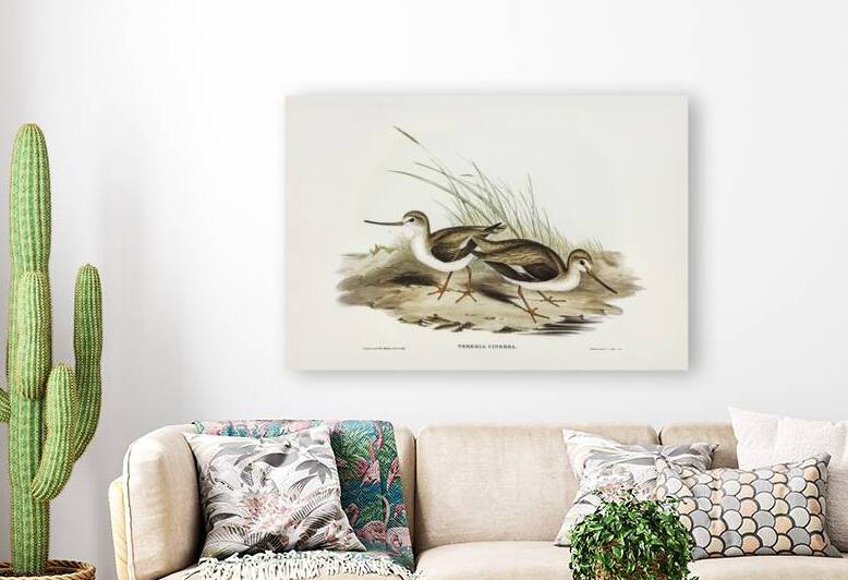 Terek Godwit Terekia cinerea illustrated by Elizabeth Gould 1804–1841 for John Gould’s 1804-1881 Birds of Australia  by IStockHistory com