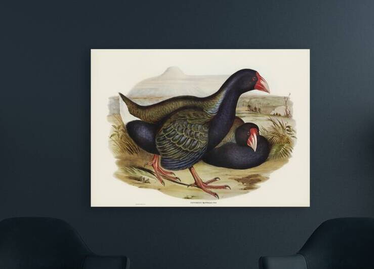 Notornis Notornix Mantelli illustrated by Elizabeth Gould 1804–1841 for John Gould’s 1804-1881 Birds of Australia  by IStockHistory com