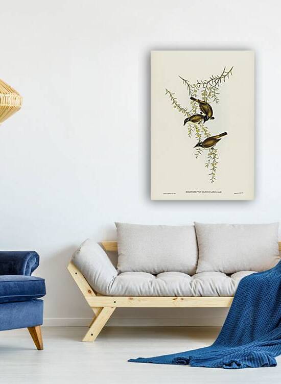 White-throated Honey-eater Melithreptus albogularis illustrated by Elizabeth Gould 1804–1841 for John Gould’s 1804-1881 Birds of Australia  by IStockHistory com