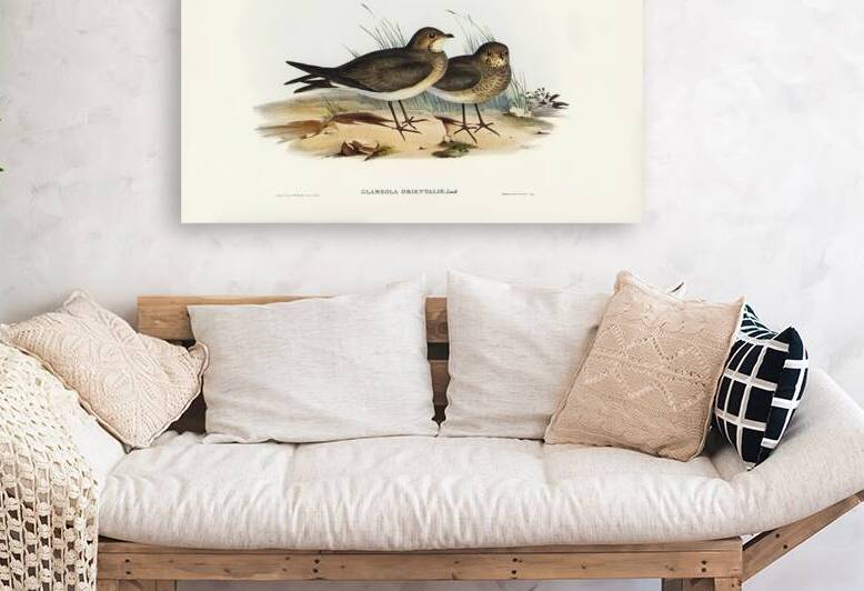 Oriental Pratincole Glareola Orientalis illustrated by Elizabeth Gould 1804–1841 for John Gould’s 1804-1881 Birds of Australia  by IStockHistory com