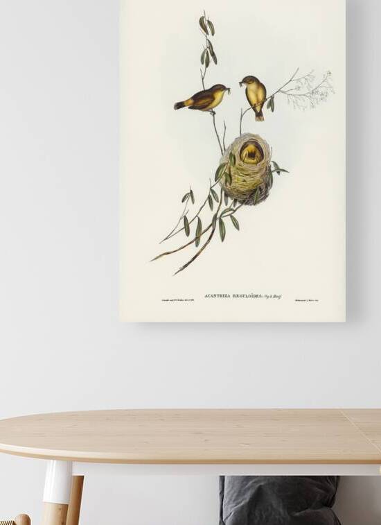 Regulus-like Acanthiza Acanthiza Reguloides illustrated by Elizabeth Gould 1804–1841 for John Gould’s 1804-1881 Birds of Australia  by IStockHistory com