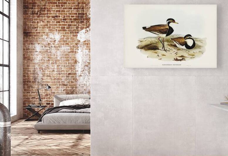 Black-breasted Pewit Sarciophorus pectoralis illustrated by Elizabeth Gould 1804–1841 for John Gould’s 1804-1881 Birds of Australia  by IStockHistory com