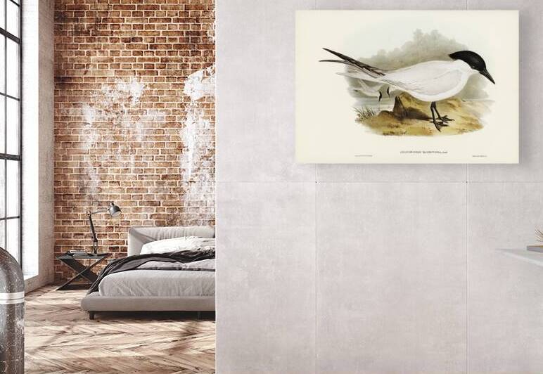 Great-footed Tern Gelochelidon macrotarsa illustrated by Elizabeth Gould 1804–1841 for John Gould’s 1804-1881 Birds of Australia  by IStockHistory com