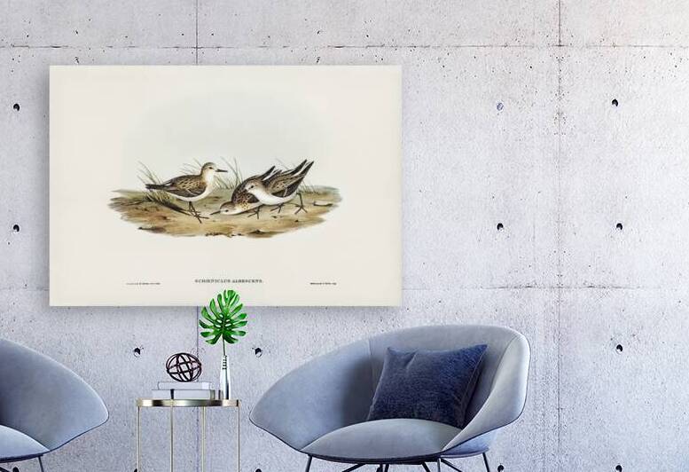 Little Sandpiper Schoeniclus Aalbescens illustrated by Elizabeth Gould 1804–1841 for John Gould’s 1804-1881 Birds of Australia  by IStockHistory com