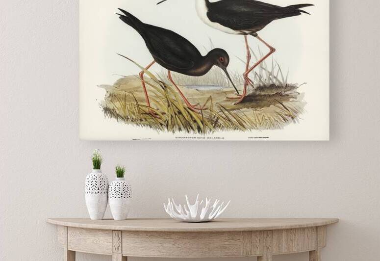 New Zealand Stilt Himantopus Novae-Zelandiae illustrated by Elizabeth Gould 1804–1841 for John Gould’s 1804-1881 Birds of Australia  by IStockHistory com