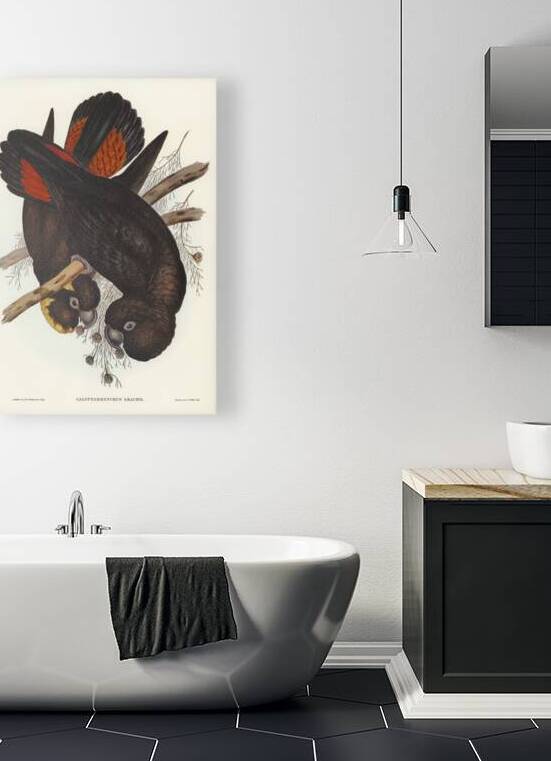 Leachs Cockatoo Calyptorhynchus Leachii illustrated by Elizabeth Gould 1804–1841 for John Gould’s 1804-1881 Birds of Australia  by IStockHistory com