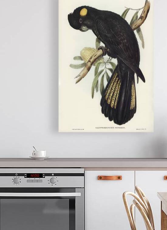 Funereal Cockatoo Calyptorhynchus funereus illustrated by Elizabeth Gould 1804–1841 for John Gould’s 1804-1881 Birds of Australia  by IStockHistory com