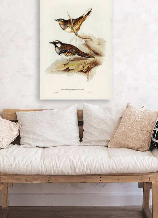 Spotted Groud Thrush Cinclosoma punctatum illustrated by Elizabeth Gould 1804–1841 for John Gould’s 1804-1881 Birds of Australia  by IStockHistory com