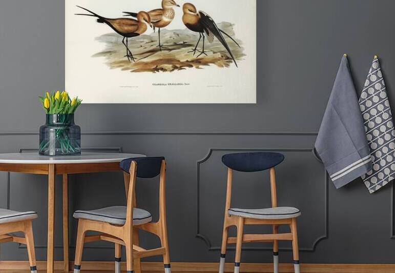 Australian Pratincole Glareola grallaria illustrated by Elizabeth Gould 1804–1841 for John Gould’s 1804-1881 Birds of Australia  by IStockHistory com