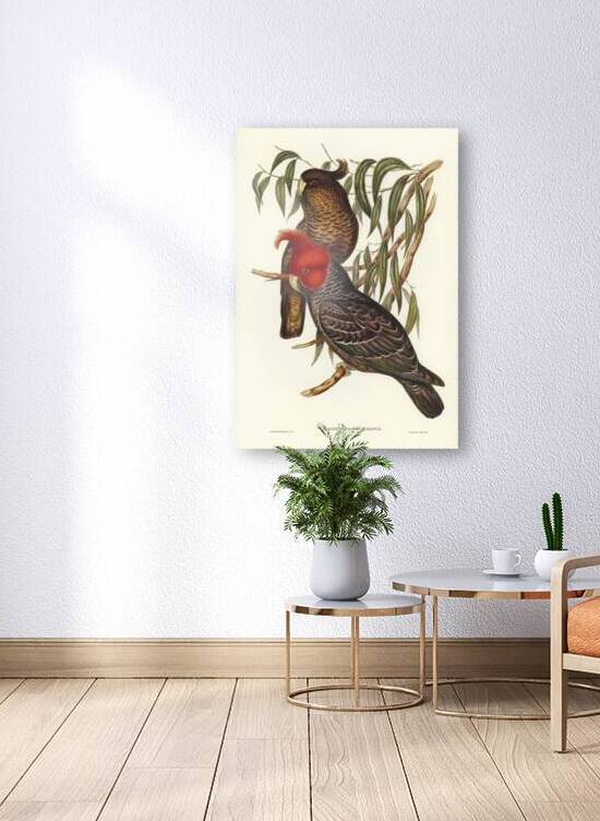 Gang-gang Cockatoo Callocephalon galeatum illustrated by Elizabeth Gould 1804–1841 for John Gould’s 1804-1881 Birds of Australia  by IStockHistory com