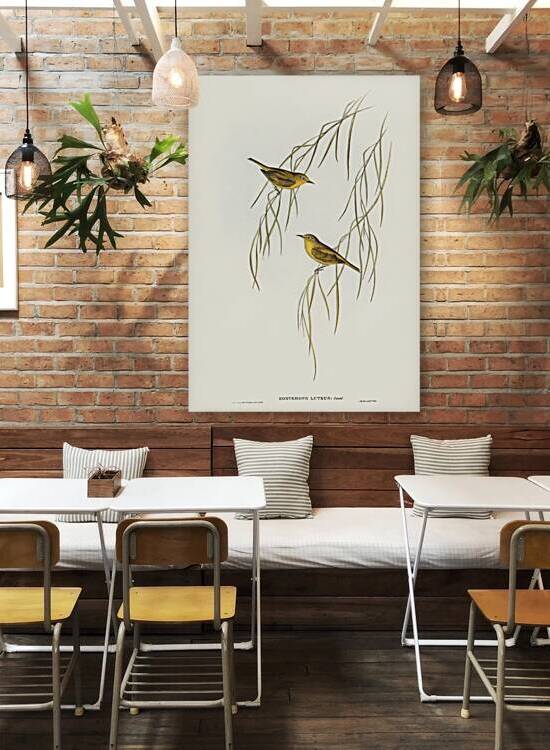 Yellow Zosterops Zosterops lutcus illustrated by Elizabeth Gould 1804–1841 for John Gould’s 1804-1881 Birds of Australia  by IStockHistory com