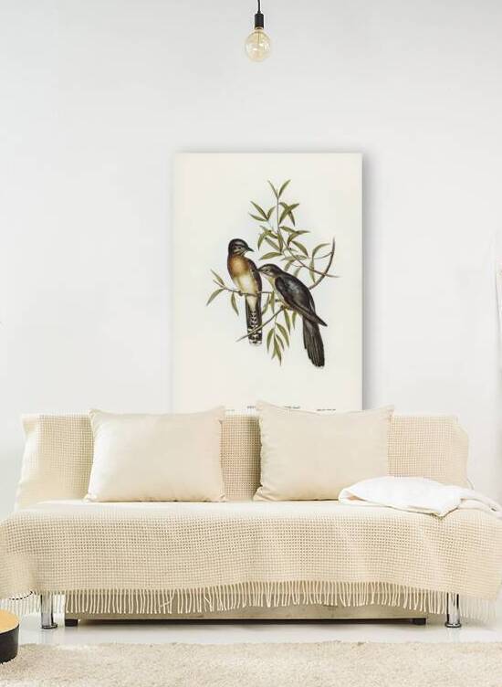 Brush Cuckoo Cuculus insperatus illustrated by Elizabeth Gould 1804–1841 for John Gould’s 1804-1881 Birds of Australia  by IStockHistory com