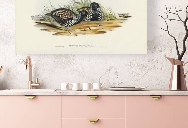 Black-breasted Hemipode Hemipodius melanogaster illustrated by Elizabeth Gould 1804–1841 for John Gould’s 1804-1881 Birds of Australia  by IStockHistory com