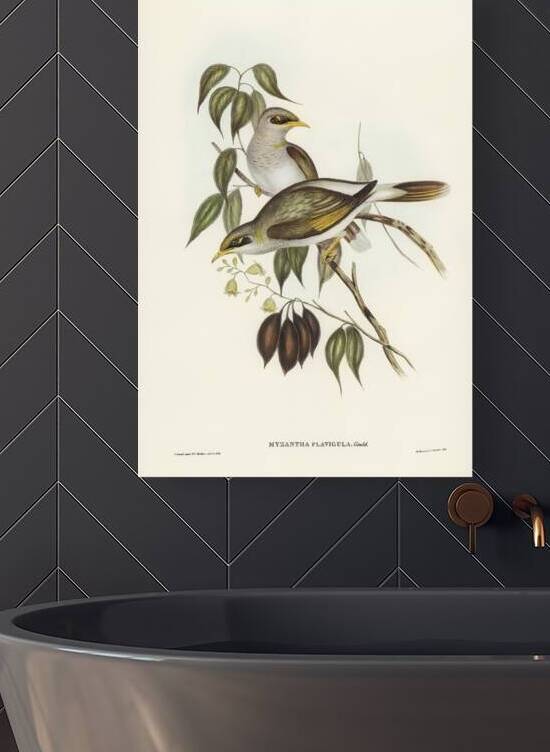 Yellow-throated Miner Myzantha flavigula illustrated by Elizabeth Gould 1804–1841 for John Gould’s 1804-1881 Birds of Australia  by IStockHistory com