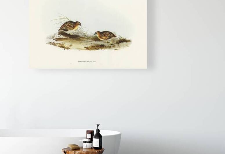 Swift-flying Hemipode Hemipodius velox illustrated by Elizabeth Gould 1804–1841 for John Gould’s 1804-1881 Birds of Australia  by IStockHistory com