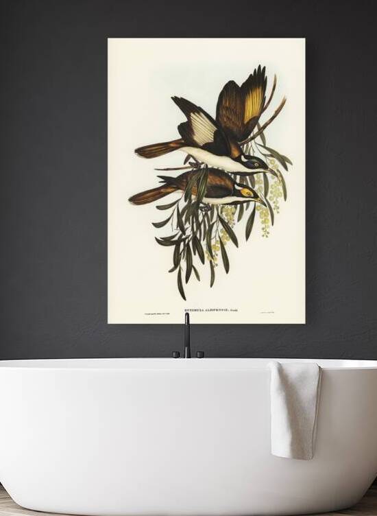 White-pinioned Honey-eater Entomyza albipennis illustrated by Elizabeth Gould 1804–1841 for John Gould’s 1804-1881 Birds of Australia  by IStockHistory com