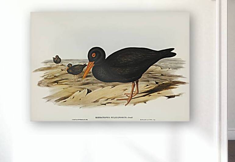 Sooty Oyster-Catcher Haematopus fuliginosus illustrated by Elizabeth Gould 1804–1841 for John Gould’s 1804-1881 Birds of Australia  by IStockHistory com