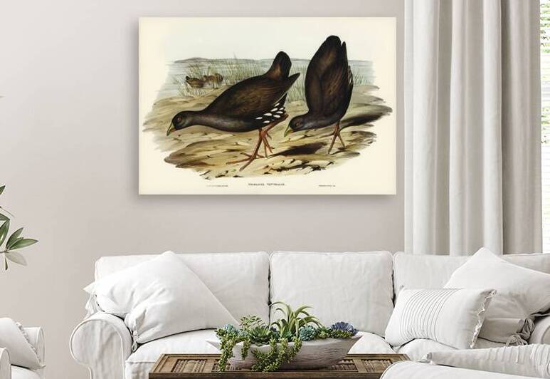 Black-tailed Tribonyx Tribonyx ventralis illustrated by Elizabeth Gould 1804–1841 for John Gould’s 1804-1881 Birds of Australia  by IStockHistory com