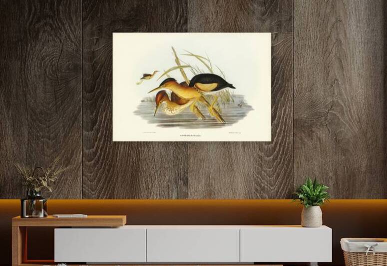 Minute Bittern Ardetta pusilla illustrated by Elizabeth Gould 1804–1841 for John Gould’s 1804-1881 Birds of Australia  by IStockHistory com