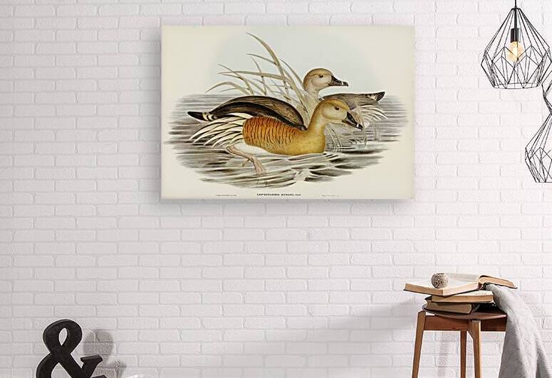 Masked Pewit Lobivanellus personatus illustrated by Elizabeth Gould 1804–1841 for John Gould’s 1804-1881 Birds of Australia  by IStockHistory com