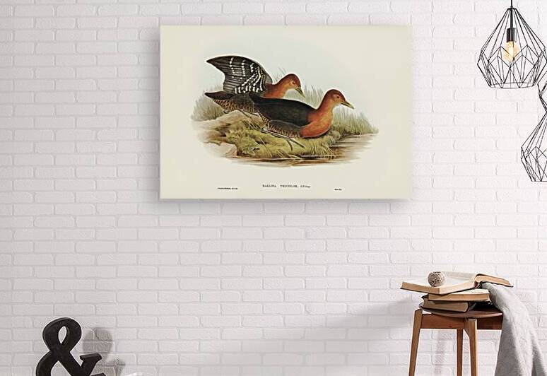 Red-necked Rail Rallina tricolor illustrated by Elizabeth Gould 1804–1841 for John Gould’s 1804-1881 Birds of Australia  by IStockHistory com