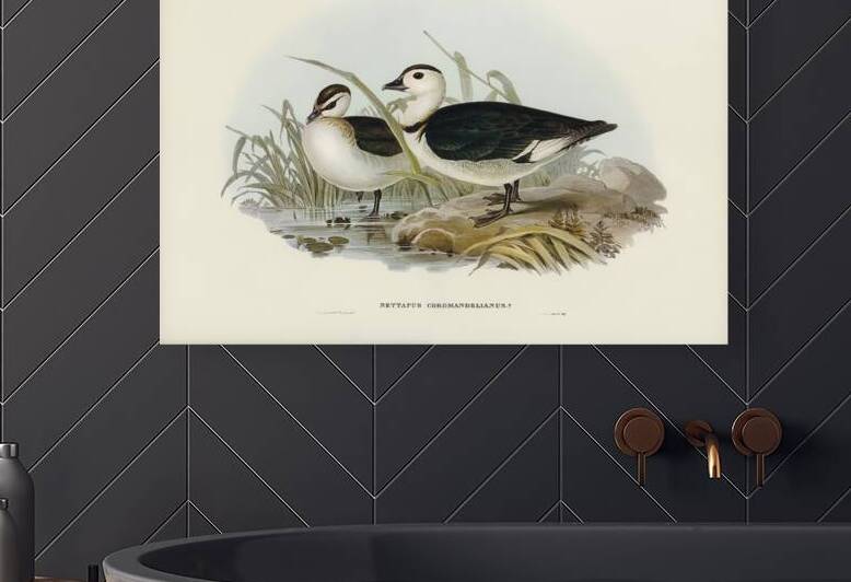 Pygmy Goose Nettapus Coromandelianus illustrated by Elizabeth Gould 1804–1841 for John Gould’s 1804-1881 Birds of Australia  by IStockHistory com