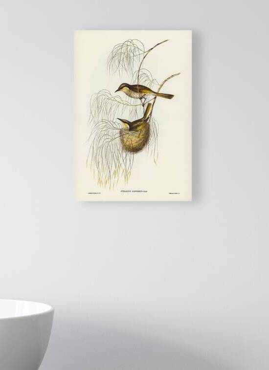 Singing Honey-eater Ptilotis sonorus illustrated by Elizabeth Gould 1804–1841 for John Gould’s 1804-1881 Birds of Australia  by IStockHistory com