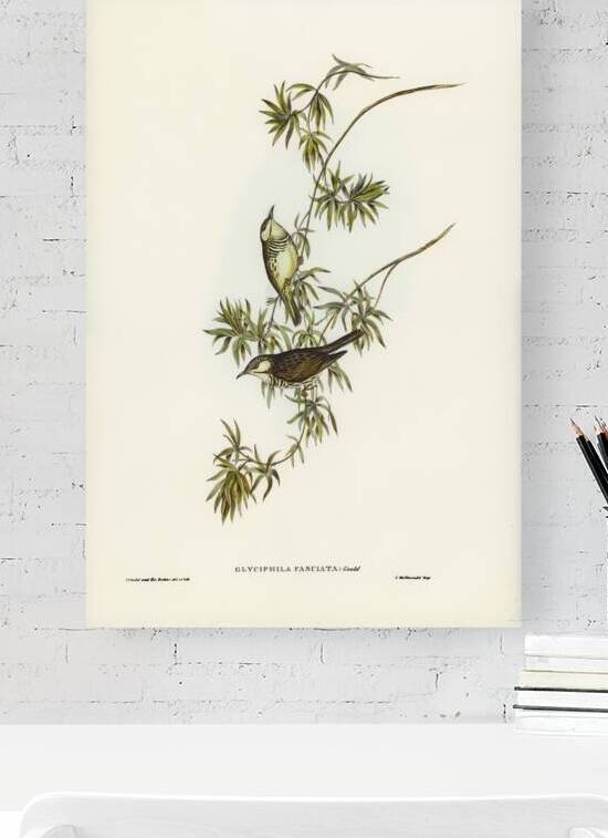 Fasciated Honey-eater Glyciphila fasciata illustrated by Elizabeth Gould 1804–1841 for John Gould’s 1804-1881 Birds of Australia  by IStockHistory com