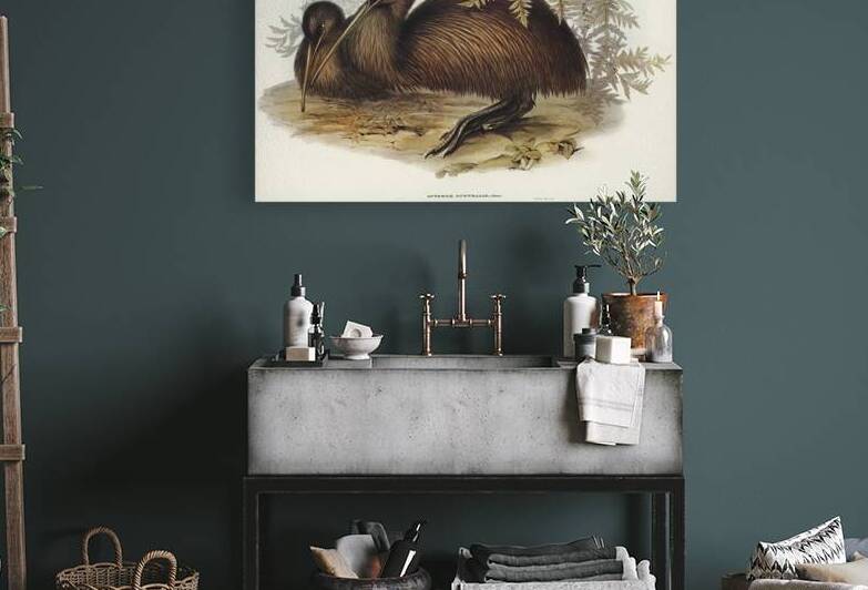 Kiwi Apteryx Australis illustrated by Elizabeth Gould 1804–1841 for John Gould’s 1804-1881 Birds of Australia  by IStockHistory com