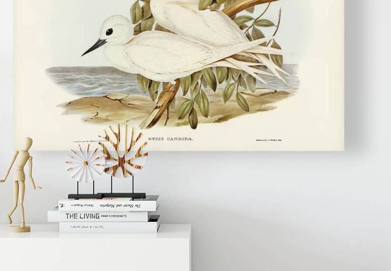 White Tern Gygis candida illustrated by Elizabeth Gould 1804–1841 for John Gould’s 1804-1881 Birds of Australia  by IStockHistory com