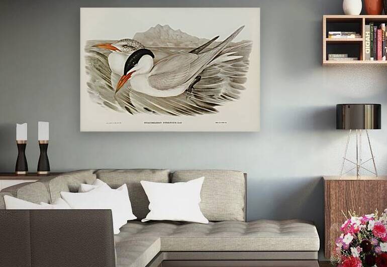 Powerful Tern Sylochelidon strenuus illustrated by Elizabeth Gould 1804–1841 for John Gould’s 1804-1881 Birds of Australia  by IStockHistory com