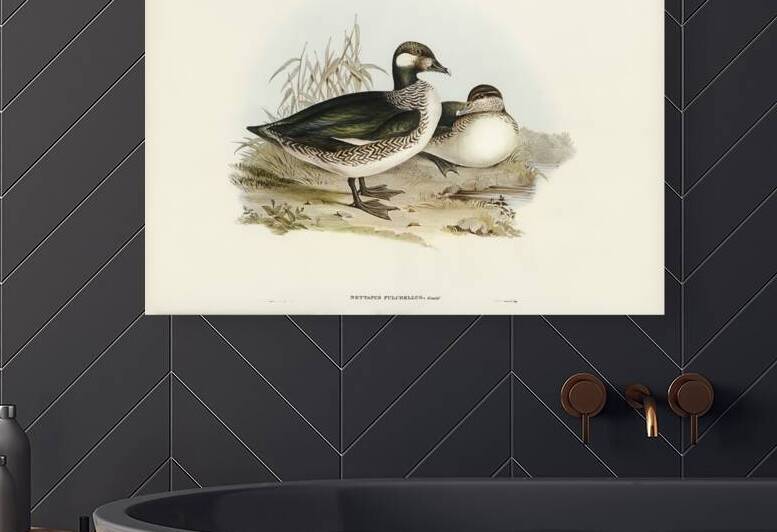 Beautiful Pygmy Goose Nettapus pulchellus illustrated by Elizabeth Gould 1804–1841 for John Gould’s 1804-1881 Birds of Australia  by IStockHistory com