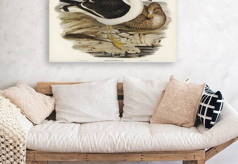 Pacific Gull Larus Pacificus illustrated by Elizabeth Gould 1804–1841 for John Gould’s 1804-1881 Birds of Australia  by IStockHistory com