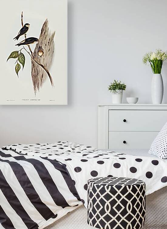 Tree Martin Collocalia arborea illustrated by Elizabeth Gould 1804–1841 for John Gould’s 1804-1881 Birds of Australia  by IStockHistory com