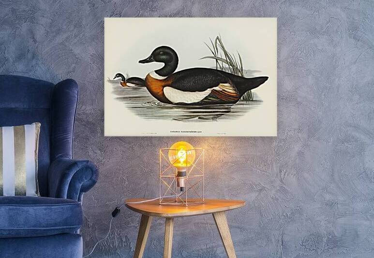 Chesnut-Coloured Shieldrake Casarca Tadornoides illustrated by Elizabeth Gould 1804–1841 for John Gould’s 1804-1881 Birds of Australia  by IStockHistory com