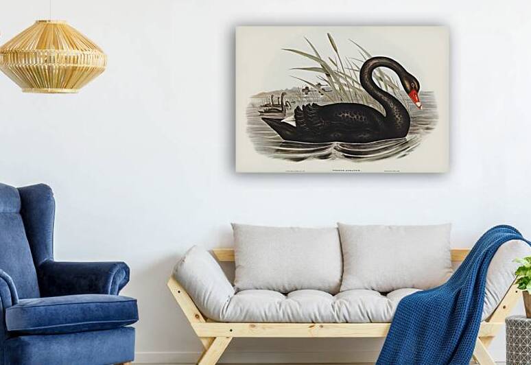 Black Swan Cygnus atratus illustrated by Elizabeth Gould 1804–1841 for John Gould’s 1804-1881 Birds of Australia  by IStockHistory com
